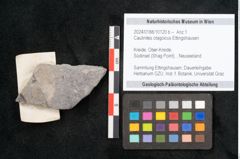Foto (Objekt + Etikett) von Caulinites otagoicus Ettingshausen (NHMW-GEO-2024-0188-10120b)